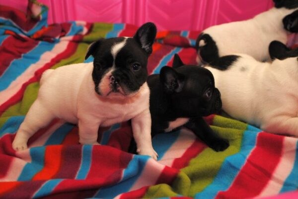 Vivi Female 10 Weeks Old French Bulldog – Healthy Puppy for Sale - Image 5