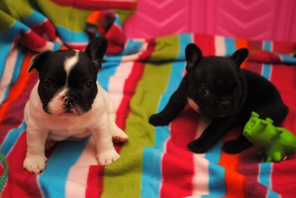 Vivi Female 10 Weeks Old French Bulldog – Healthy Puppy for Sale - Image 6