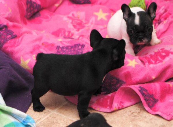 Pippa Male 10 Weeks Old French Bulldog Puppy for Sale - Image 6