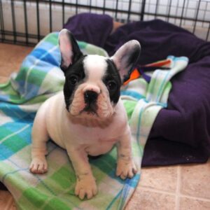 Sassy Female 14weeks Old French Bulldog for Sale | Healthy AKC Pup