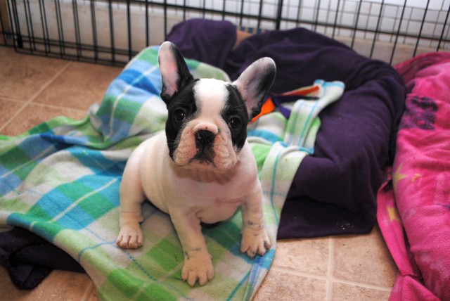 Sassy Female 14weeks Old French Bulldog
