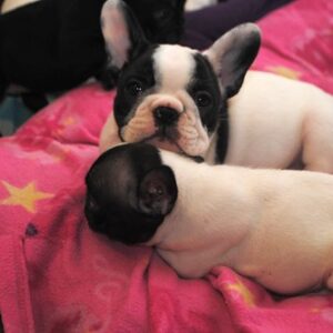 Sassy Female 14weeks Old French Bulldog for Sale | Healthy AKC Pup