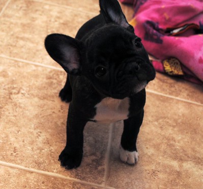 Pippa Male 10 Weeks Old French Bulldog Puppy