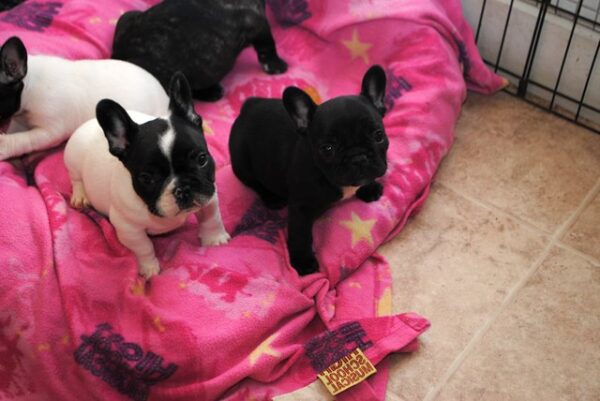 Pippa Male 10 Weeks Old French Bulldog Puppy for Sale - Image 2