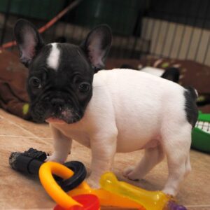 Peppy Male 14 Weeks Old French Bulldog for Sale | Playful & Healthy Puppy