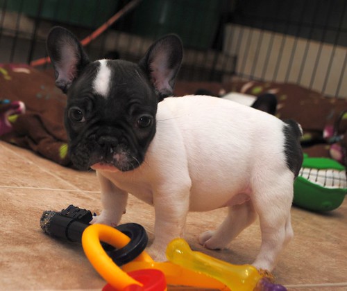 peppy male 14 weeks old french bulldog sitting in grass, playful pose