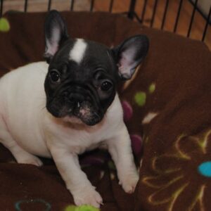 Peppy Male 14 Weeks Old French Bulldog for Sale | Playful & Healthy Puppy