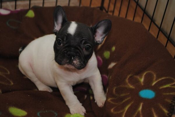 Peppy Male 14 Weeks Old French Bulldog for Sale | Playful & Healthy Puppy - Image 2